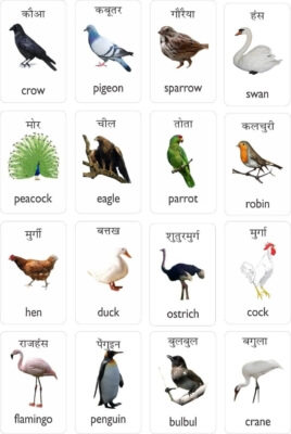 Birds name chart