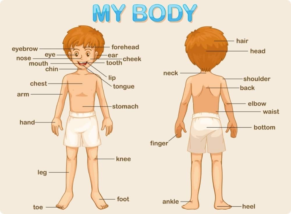 Parts of Body Name